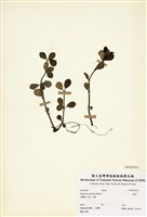 藏品(椒草)的圖片